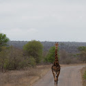 Giraffe