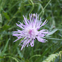 Spotted Knapweed