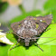 Bristly Cutworm Moth