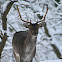 Fallow Deer