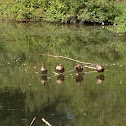 Mallard Duck