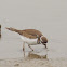 Killdeer