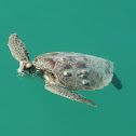 Sea Turtle