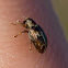 Weevil