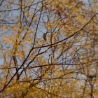 Barred Owl