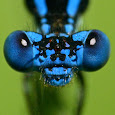 Insects of TN