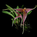 Dracula inexperata
