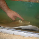 Southern Stingray