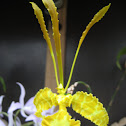 papillon orchid