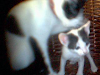 Doy Casal Gatitos Mes Y Algo Desparacitados