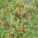 Indian Blanket