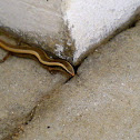 brahminy skink