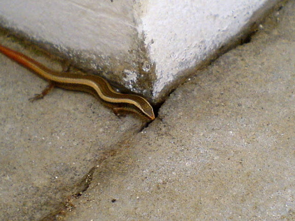 Spotting Image 1