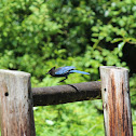 Stellar's Jay