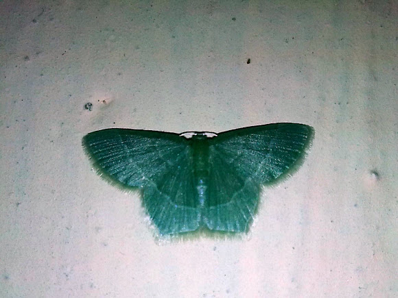 Spotting Image 1