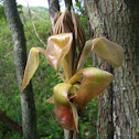 hickory tree,  ( shag bark hickory)