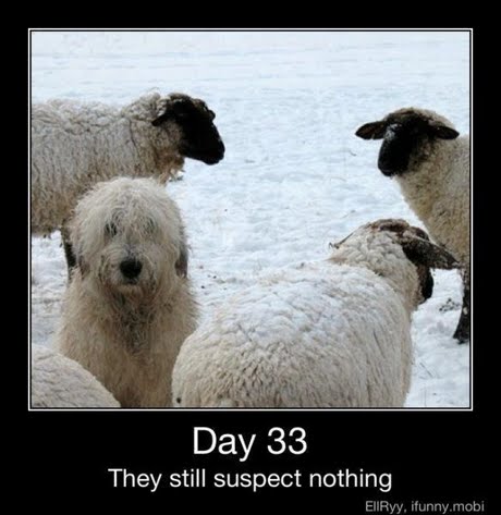 Day 33 They still suspect nothing EllRyy, ifunny.mobi