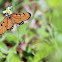 Queen Butterfly, India