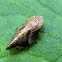 Plant hopper