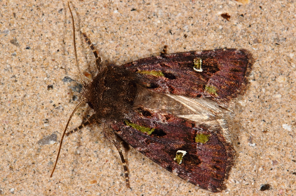 Bristly Cutworm