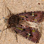 Bristly Cutworm