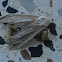 Arctiid Moth