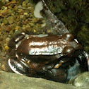 South American Bullfrog