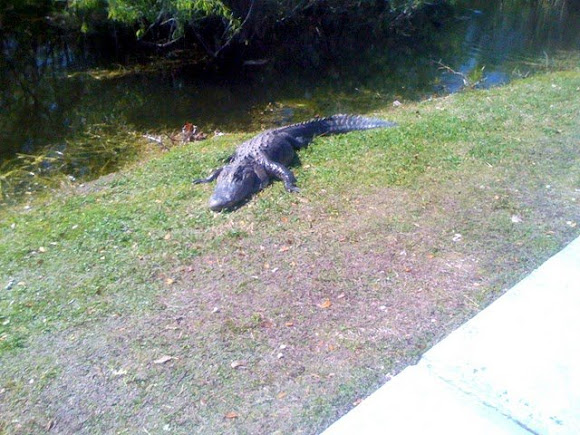 Spotting Image 1