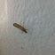 Vagabond Crambus