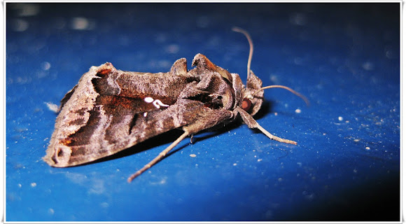 Spotting Image 1