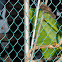Yellow-vented Bulbul