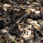 Texas Spotted Whiptail