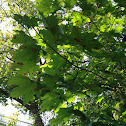 Norway Maple