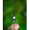 Damselfly