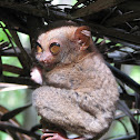 Philippine Tarsier