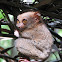 Philippine Tarsier