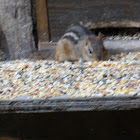 Eastern chipmunk