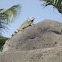iguana