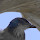 The Wildlife of Jonathan Dickinson State Park