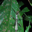 Walking Stick