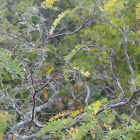 Prairie Warbler