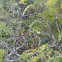 Prairie Warbler