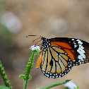 Common Tiger