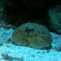 Shame-faced crab - granchio melograno
