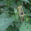 Stethophyma