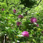 Rhododendron