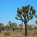 Joshua Tree