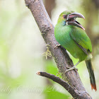 Crimson-rumped Toucanet