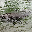 Manatee