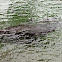 Manatee